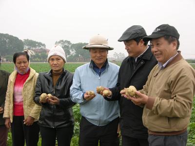 Liên kết 4 nhà: Nhìn từ vùng nguyên liệu khoai tây chế biến