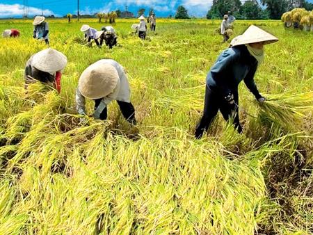 Thị trường phân bón trong nước đến ngày 19/4/2012
