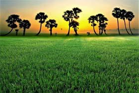 Thị trường phân bón trong nước đến ngày 18 /01/2012