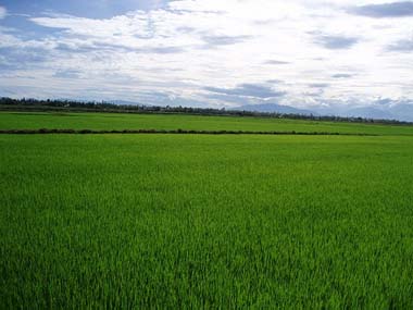 Tổng quan thị trường phân bón trong nước kỳ II tháng 11 năm 2012