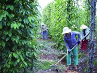 Thị trường phân bón: nghịch cảnh!