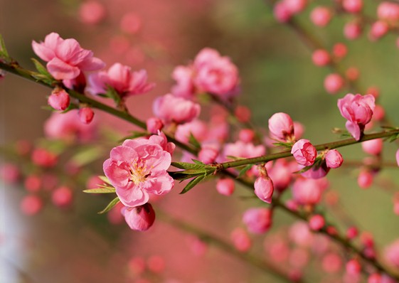 Thư chúc mừng năm mới 2014 của Tổng giám đốc Công ty cổ phần Vật tư Nông sản