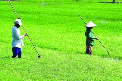 Thị trường phân bón trong nước đến ngày 17/3/2012