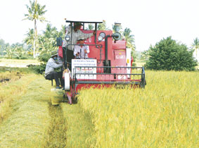 Nhìn lại năm 2008 - Bước phát triển toàn diện của nông nghiệp