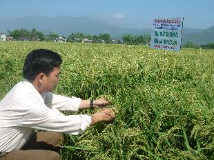 Để phát triển lúa lai bền vững ở Nam Trung Bộ và Tây Nguyên