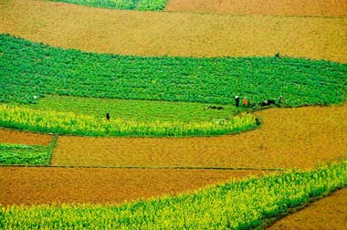 Thị trường phân bón Quốc tế tuần đến ngày 12/11/2012