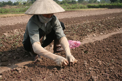 Hỗ trợ tiền, gạo, hạt giống rau khắc phục hậu quả mưa lũ Thứ tư, 19 Tháng 11 2008 15:06 