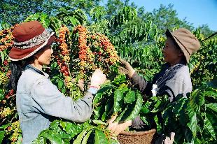 Cà phê hạ giá: Nhà vườn nao núng