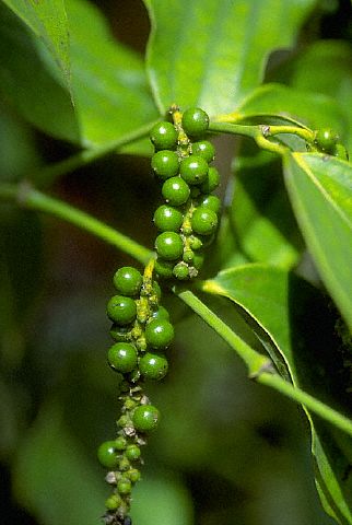 Tổng quan thị trường phân bón trong nước kỳ I tháng 11/2012