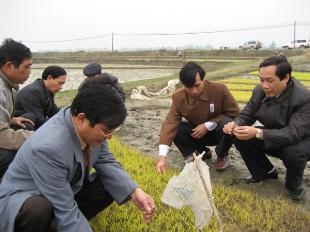 Nghệ An: Kỳ vọng vụ xuân 2009