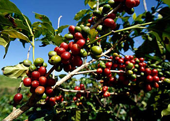 Thị trường phân bón quốc tế đến ngày 05/11/2012