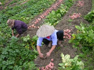 Phân bón tồn kho nhiều nhưng vẫn tăng giá 
