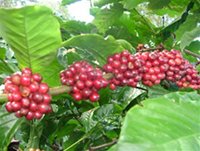 Đoạn kết buồn của dự án cà phê chè