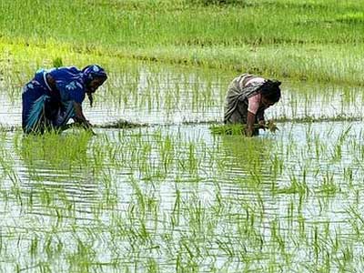Thị trường phân bón trong nước đến ngày 17/5/2012